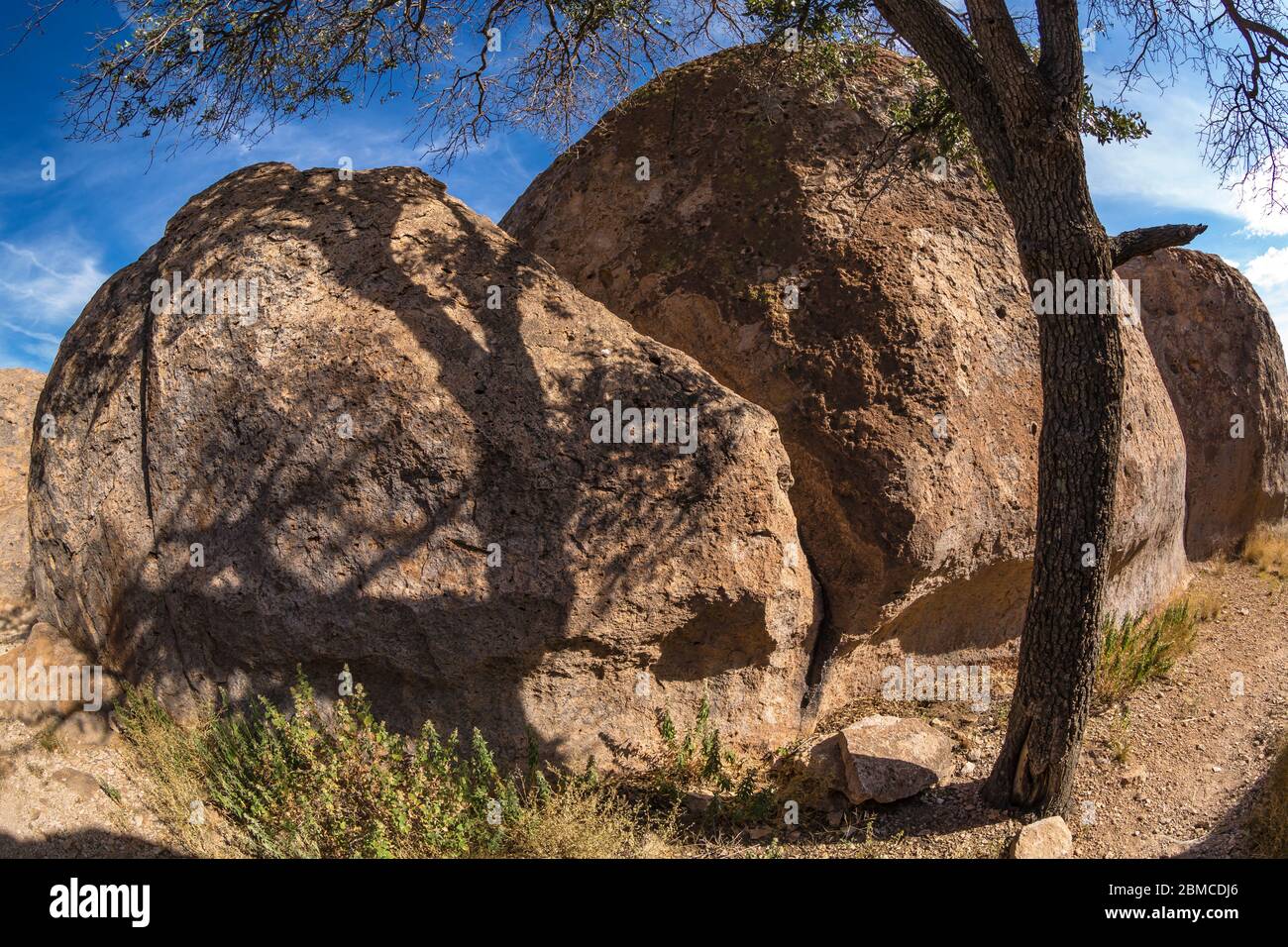 Oak tree limb and shadows on the volcanic rock formations of City of Rocks State Park, located between Silver City and Deming in the Chihuahuan Desert Stock Photo