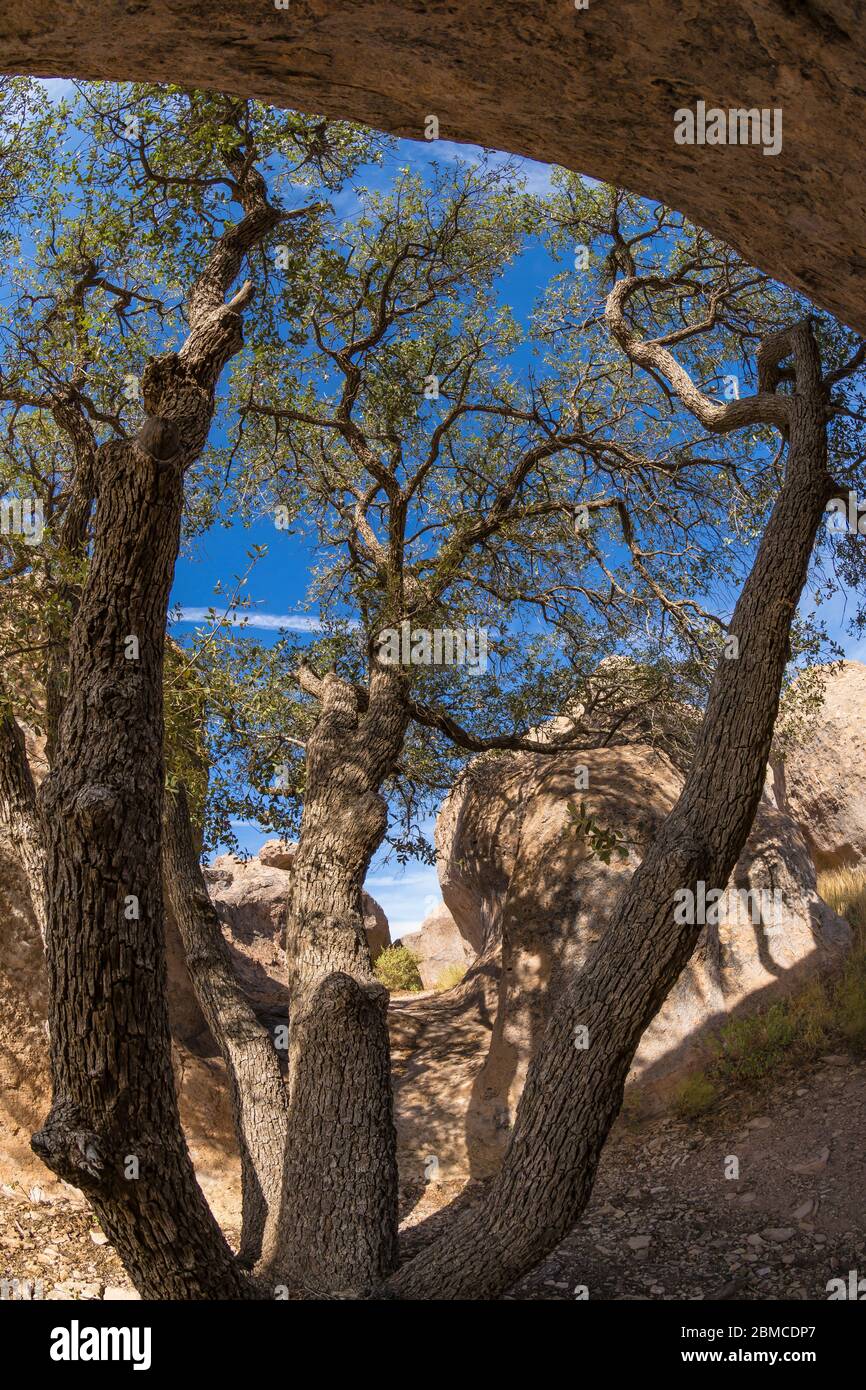 Oak tree among volcanic rock formations of City of Rocks State Park, located between Silver City and Deming in the Chihuahuan Desert, New Mexico, USA Stock Photo