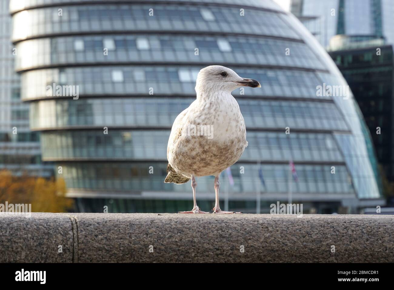Juvenile herring gull in London, England United Kingdom UK Stock Photo