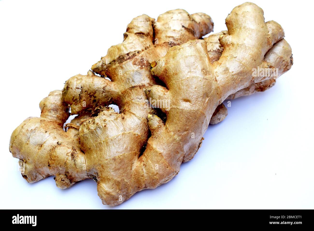 Large huge big Fresh ginger root rhizome sprouting, Indian southeast
