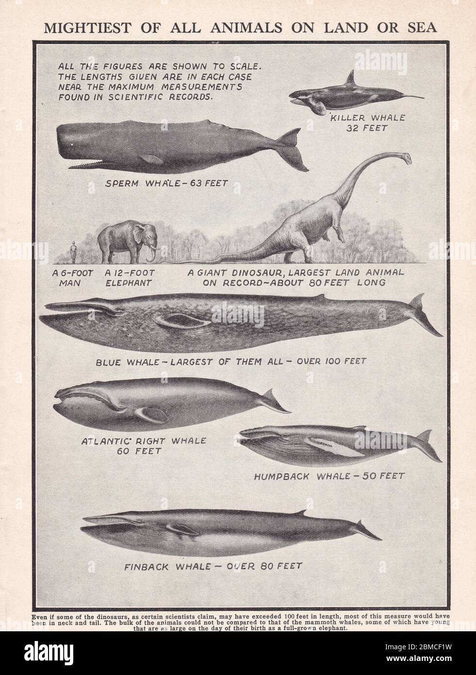 Vintage illustrations of the Mightiest of All Animals on Land or Sea - 1900s land and sea creatures Stock Photo - Alamy Vintage illustrations of the Mightiest of All Animals on Land or Sea - 1900s land and sea creatures Stock Photo - Alamy