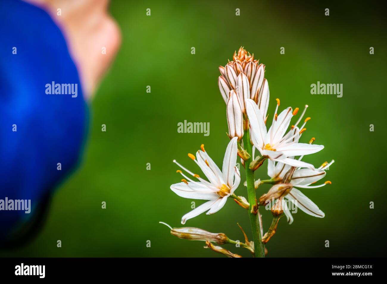 Onion weed hires stock photography and images Alamy