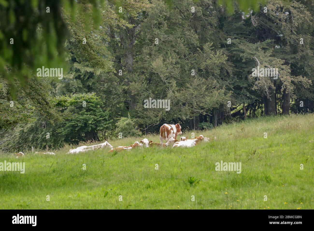 A Path Surrounded by dense green forest in Mont Pelerin, Switzerland. well-fed Swiss cows graze in green meadows. Mont Pelerin is a mountain of the Sw Stock Photo