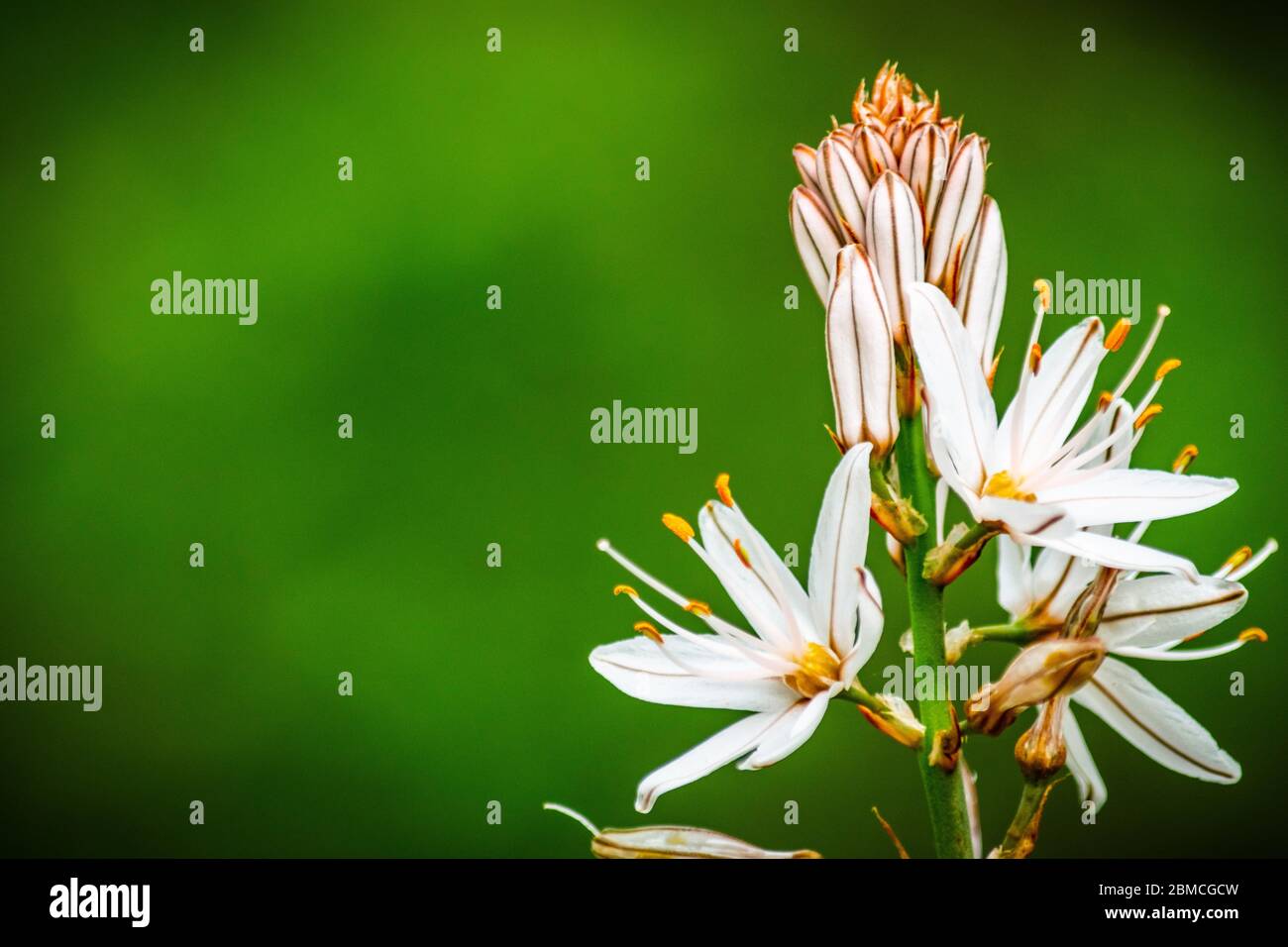 Onion weed hires stock photography and images Alamy