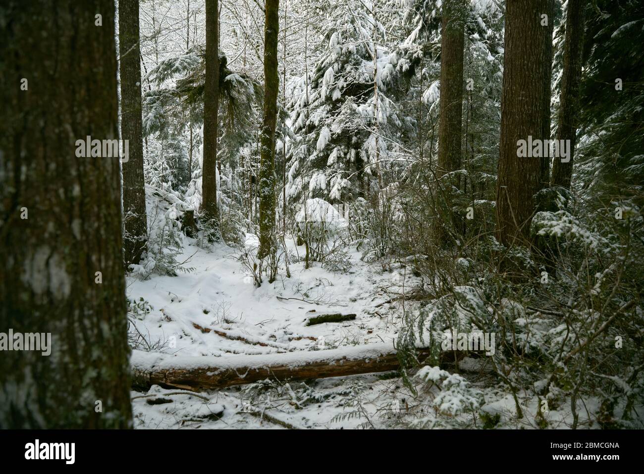 Pacific Northwest Forest Winter. A snow covered temperate rainforest in the Pacific Northwest. Stock Photo