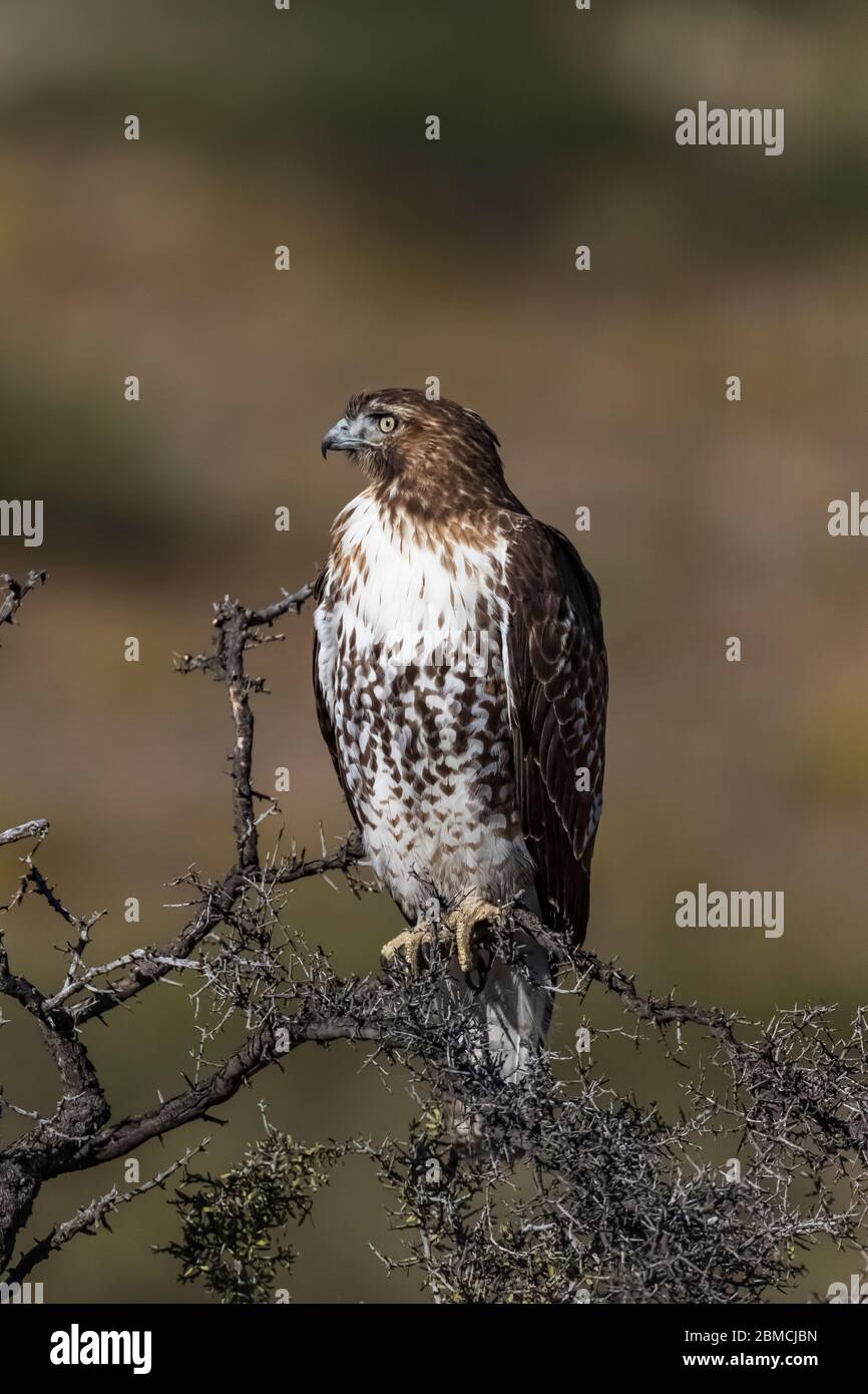 Red-tailed Hawk, Buteo jamaicensis, juvenile perched in City of Rocks State Park, located between Silver City and Deming in the Chihuahuan Desert, New Stock Photo