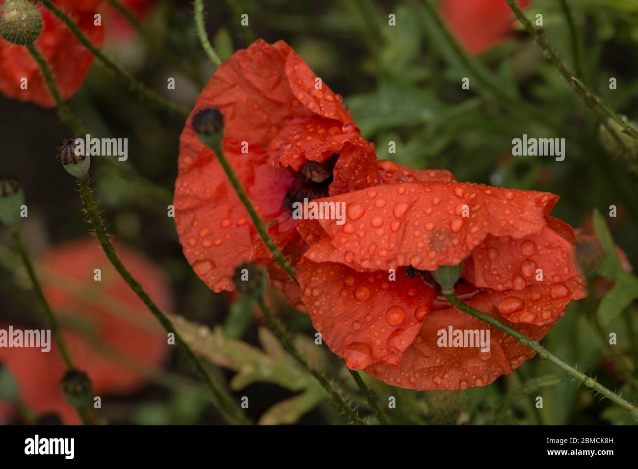 Wet Poppies, flowers in the wild Stock Photo