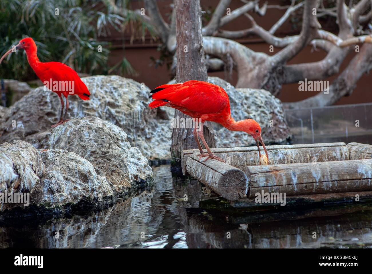 feeding of exotic red ibis Stock Photo