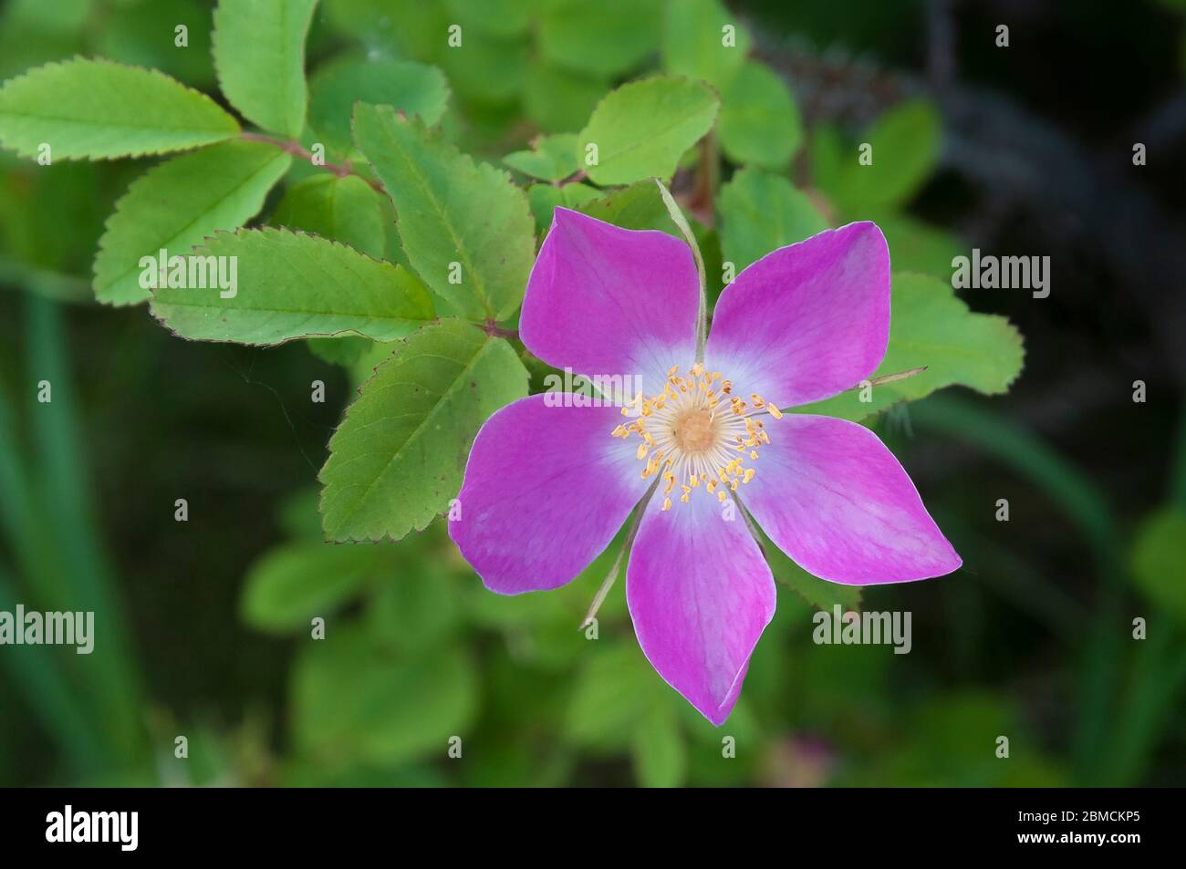 Alberta wild rose hires stock photography and images Alamy