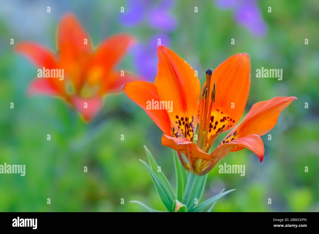 Wood lily (Lilium philadelphicum) Bow Valley Provincial Park, Alberta, Canada Stock Photo