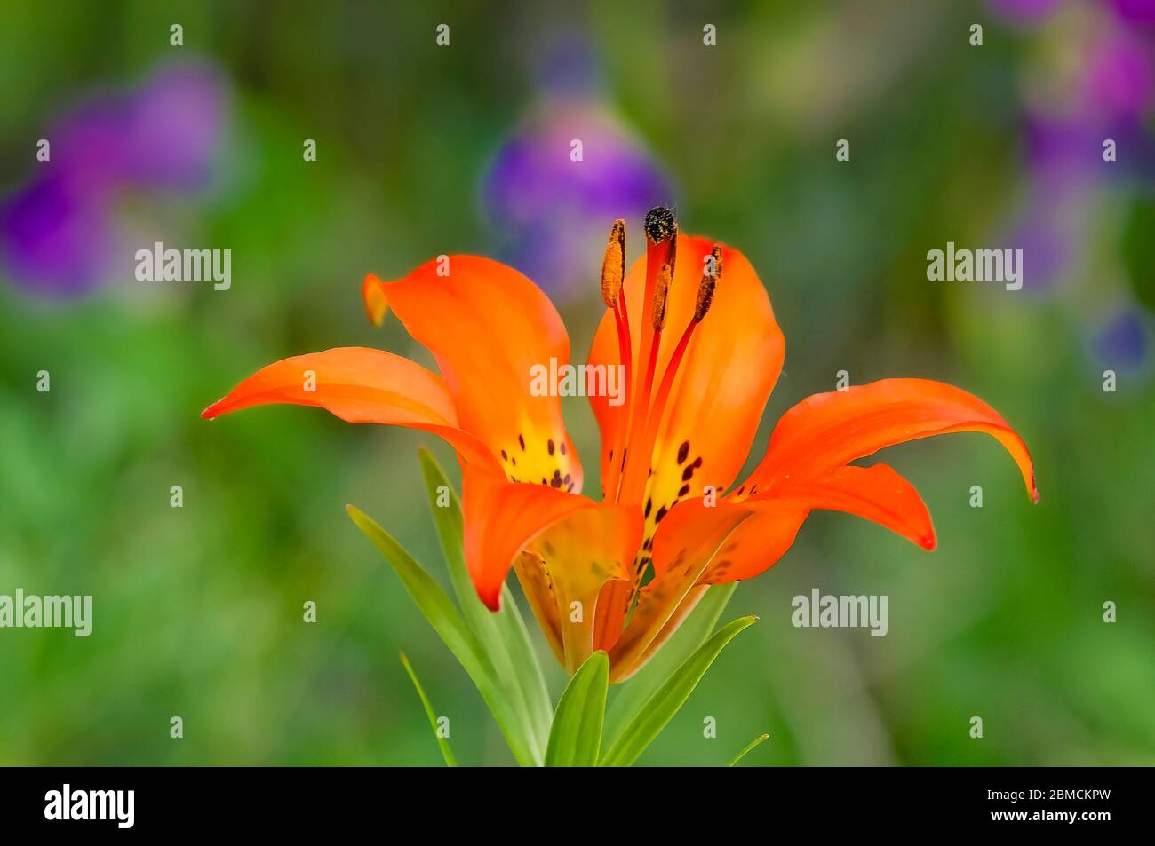 Wood lily, (Lilium philadelphicum), Bow Valley Provincial Park, Alberta, Canada Stock Photo