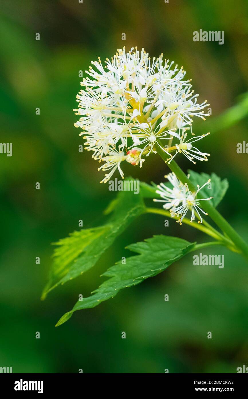 Red Baneberry, Actaea rubra, wildflower, Bow Valley Provincial Park, Alberta, Canada Stock Photo