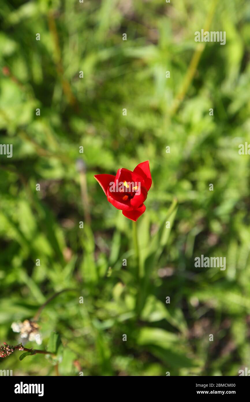 Single sunlit red flower in green field Stock Photo