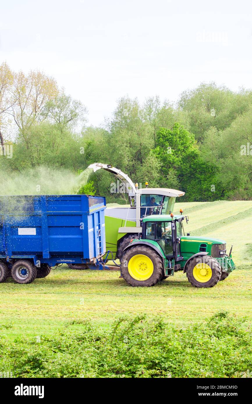 Farmer collecting grass for silage in the Cheshire countryside farmland driving a green John Deere tractor and a Claas Jaguar 840 harvester Stock Photo