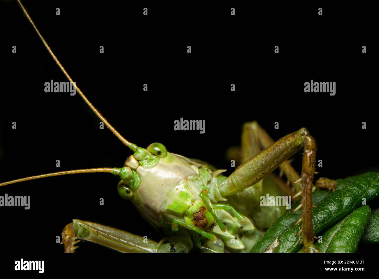 Closeup of curious, goofy looking katydid (Tettigoniidae). Green