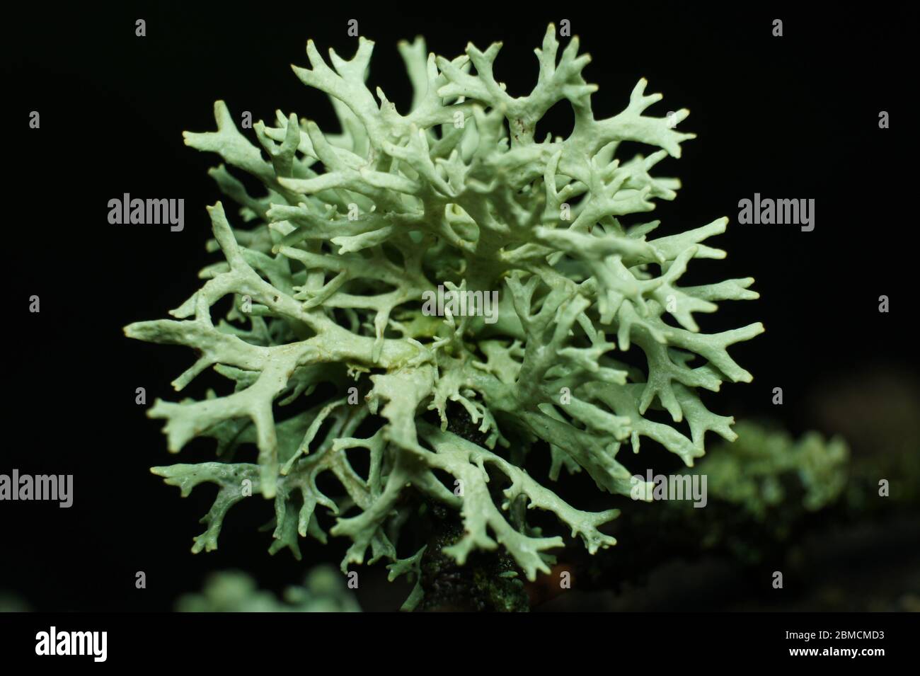 Fruticose lichen. Centered close-up shot of coral-like lichen in natural environment. Stock Photo