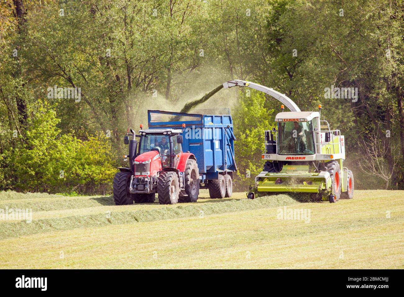 Farmer collecting grass for silage in the Cheshire countryside farmland driving a red Massey Ferguson 7624 tractor and a Claas Jaguar 840 harvester Stock Photo