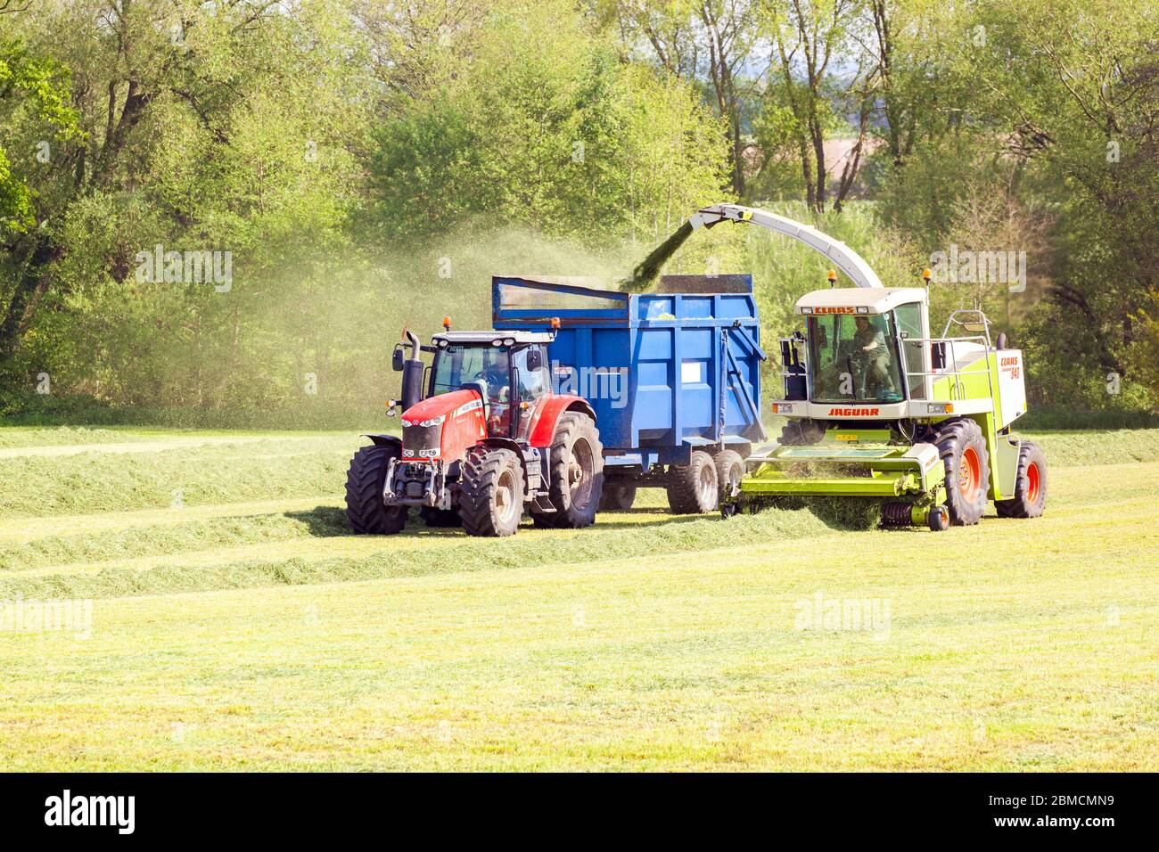 Farmer collecting grass for silage in the Cheshire countryside farmland driving a red Massey Ferguson 7624 tractor and a Claas Jaguar 840 harvester Stock Photo