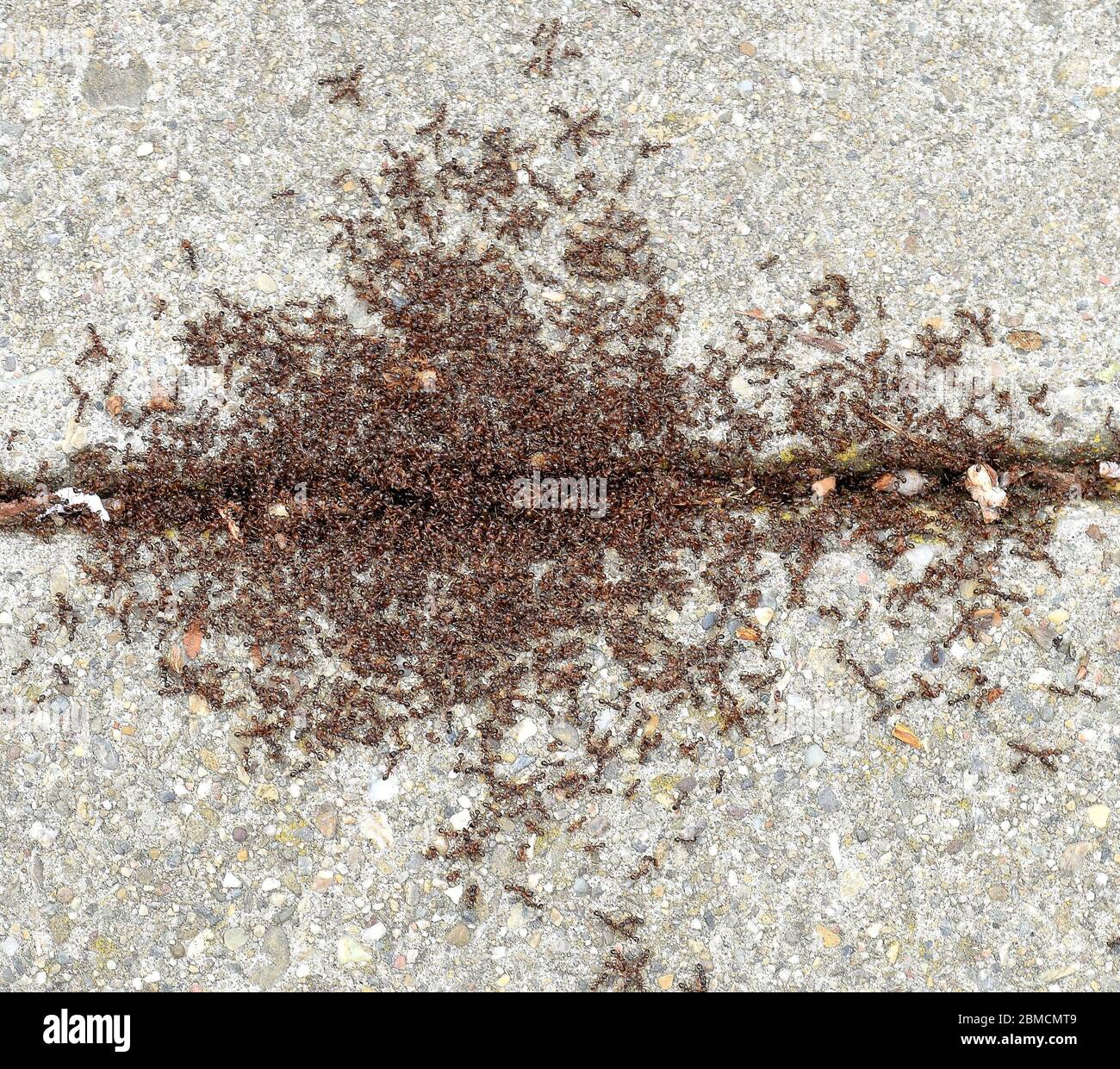 ants swarm on a sidewalk in Union City California in March Stock Photo