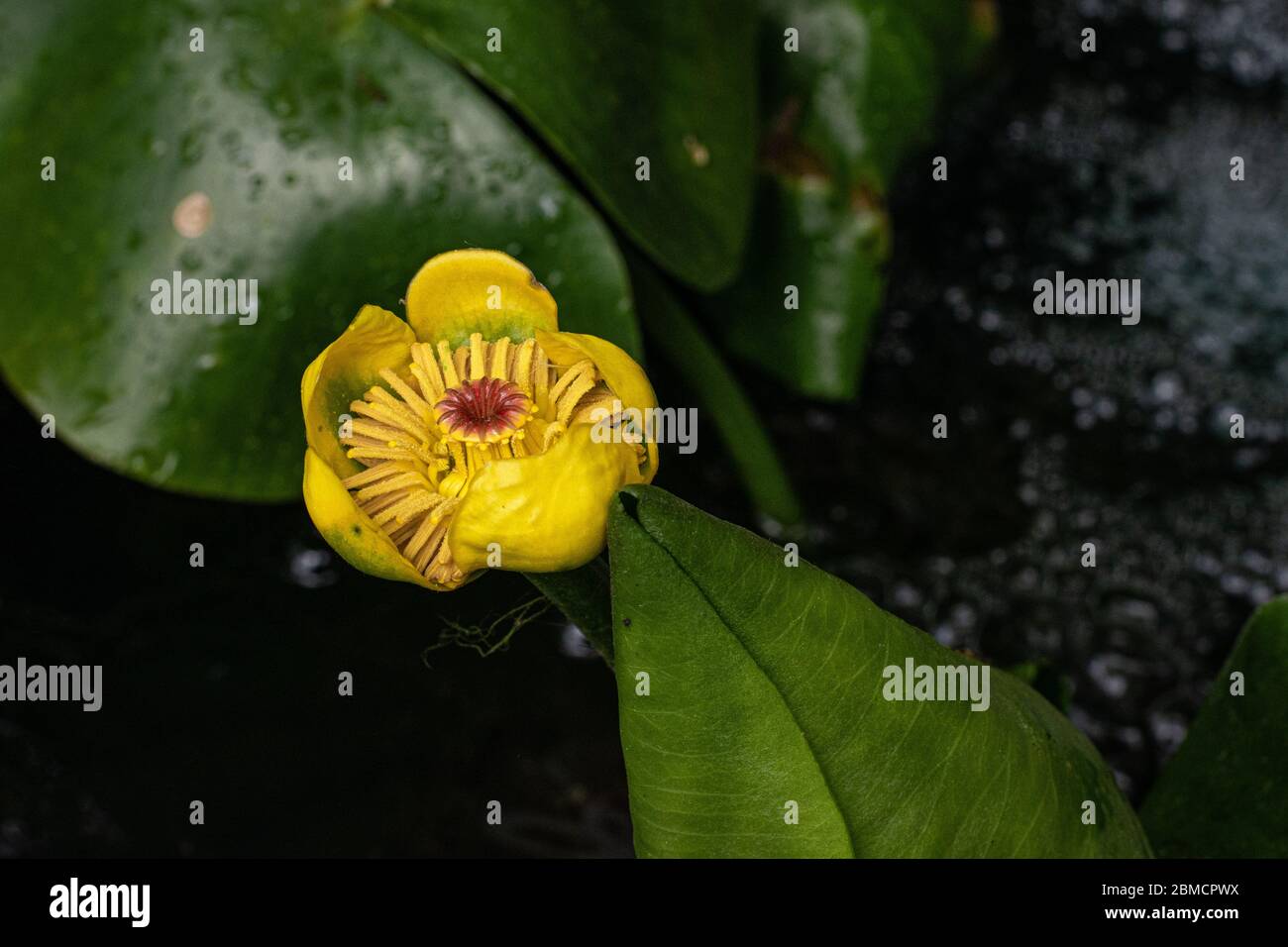 Green leaves and yellow flower floating in water Stock Photo