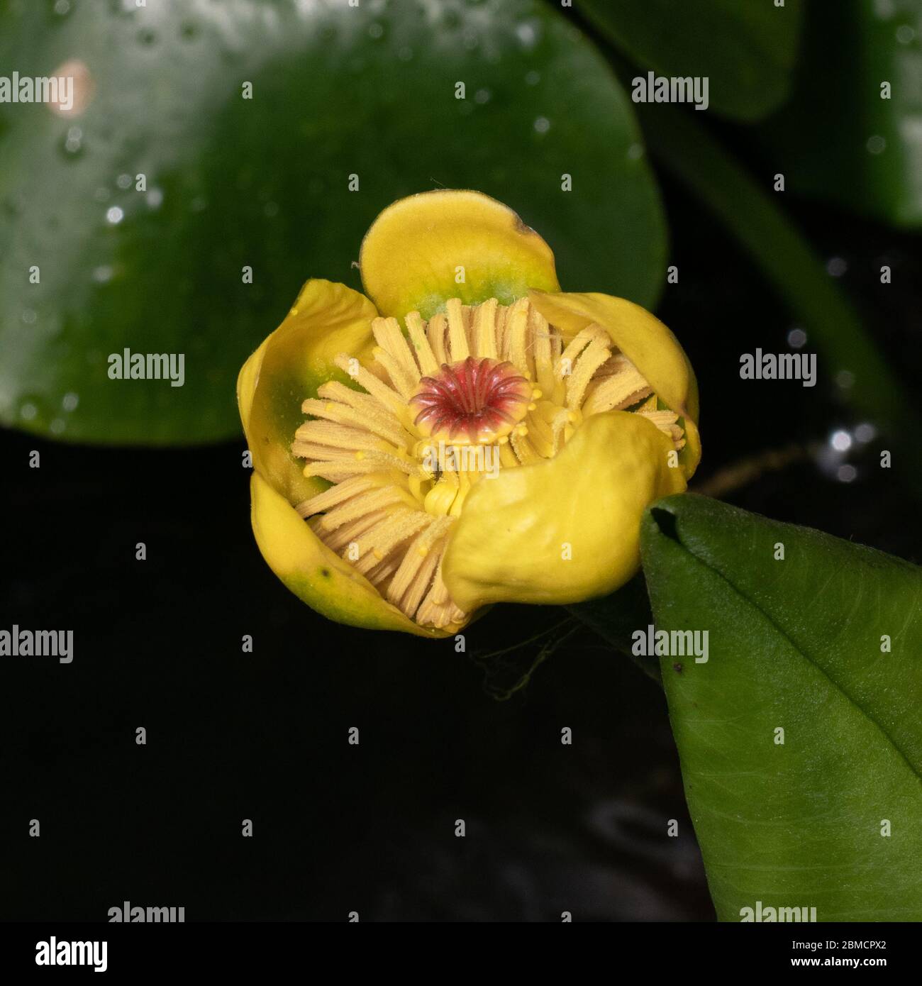 Green leaves and yellow flower floating in water Stock Photo