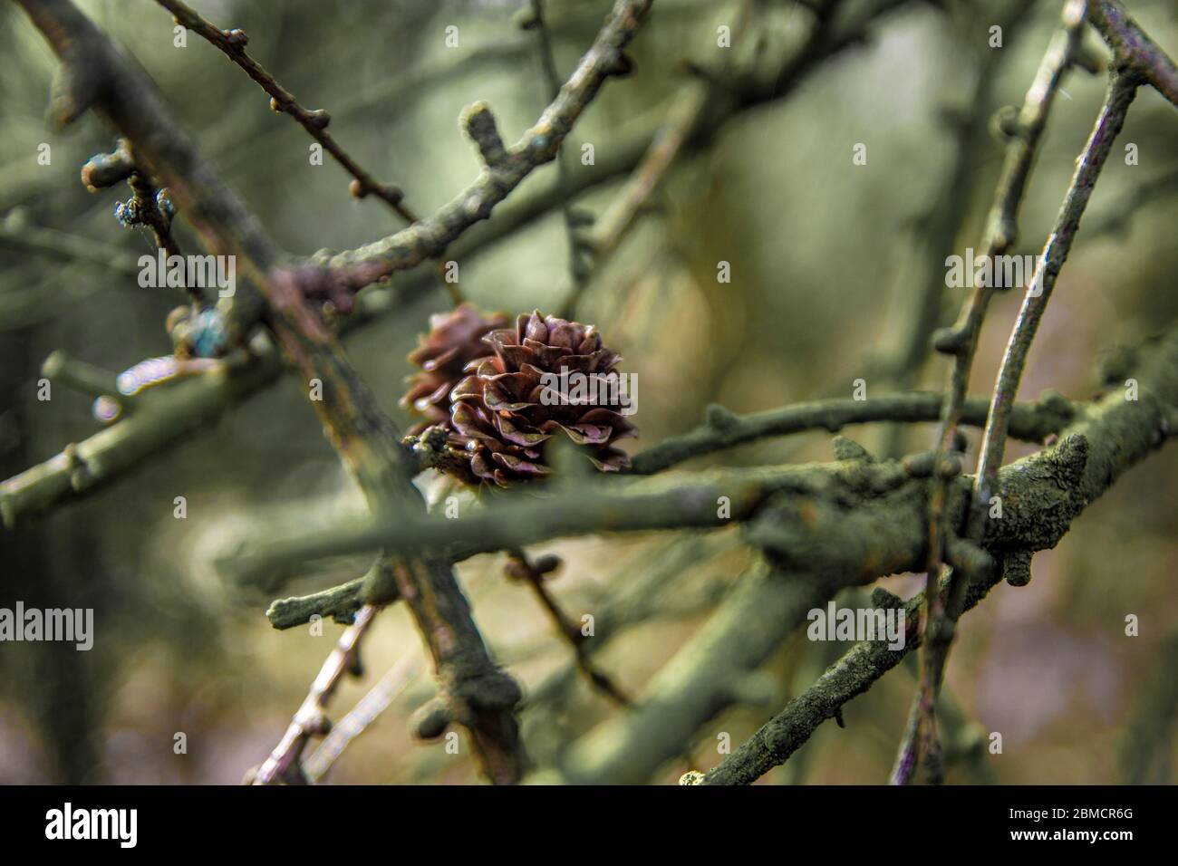 Pine cone in a tree Stock Photo