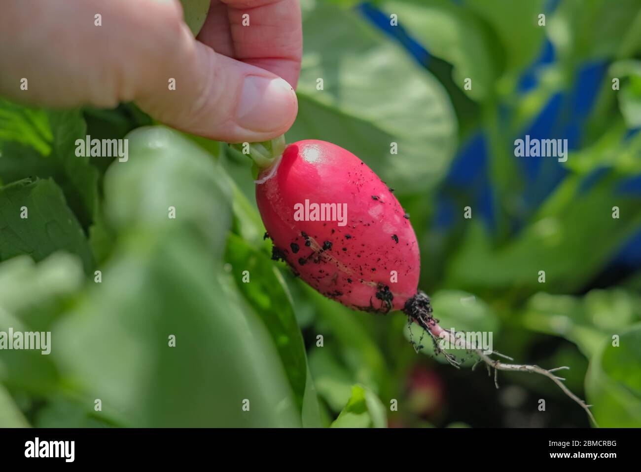 Unidentifiable gardener holding a homegrown and organic radish (Raphanus sativus) after harvesting from a plant Stock Photo