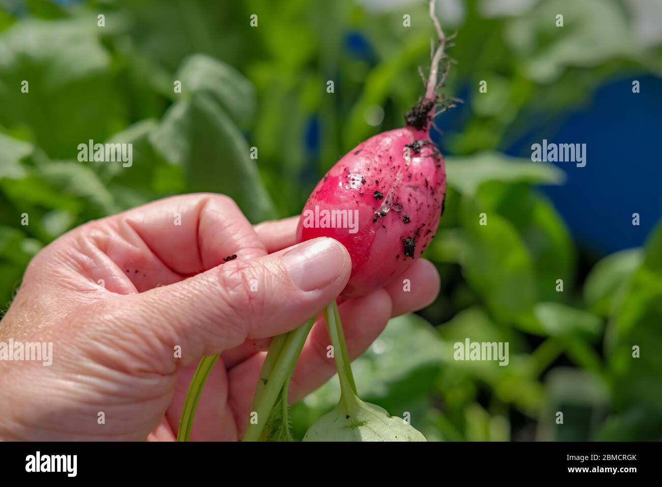 Close up of a freshly harvested homegrown and organic radish (Raphanus sativus) Stock Photo