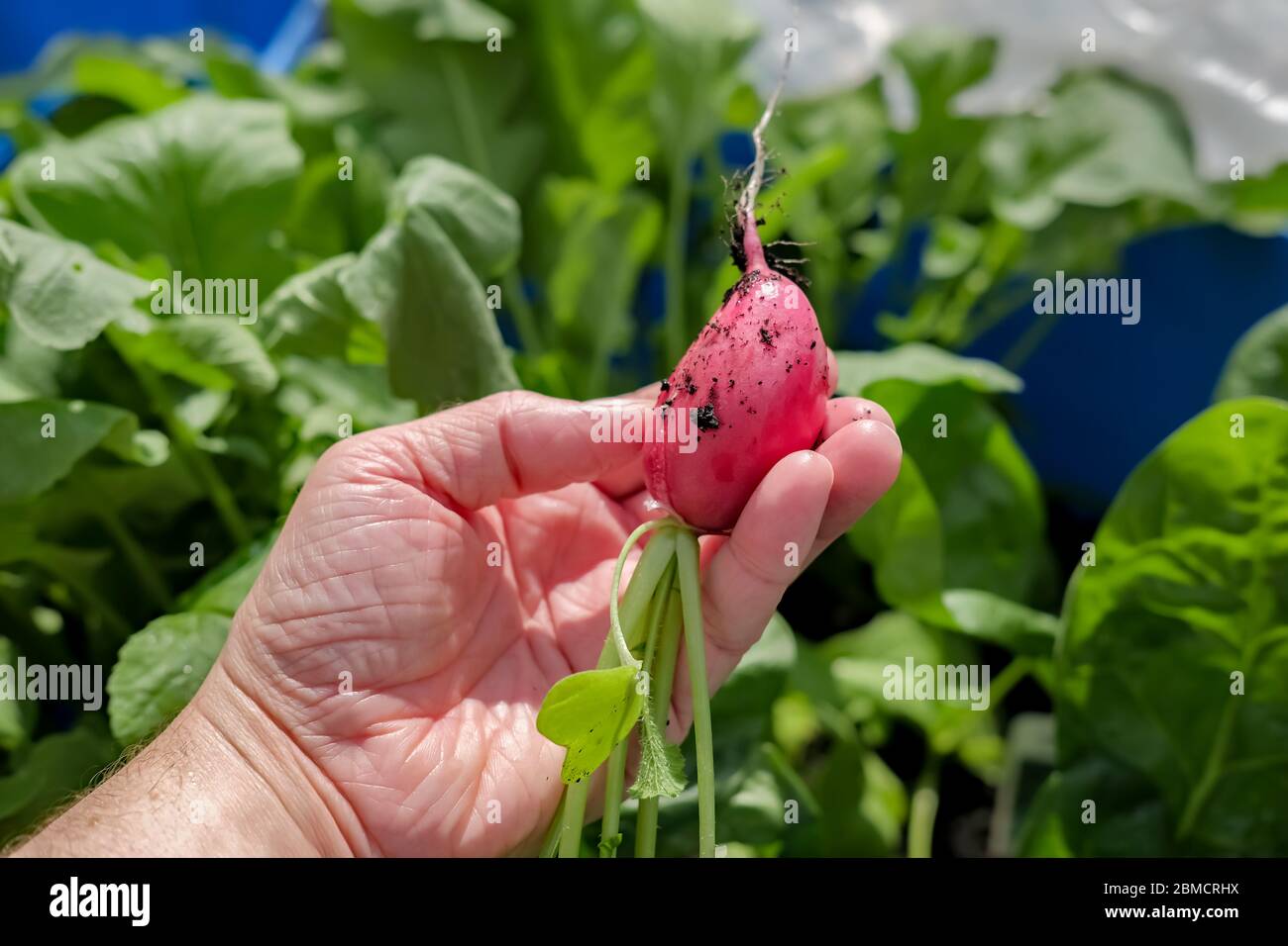 Close up of an unidentifiable gardener holding a freshly harvested homegrown organic radish (Raphanus sativus) Stock Photo