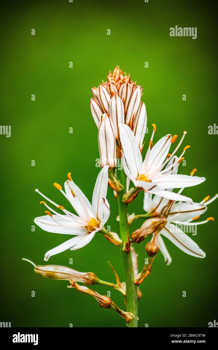 a portrait image of a single onion weed plant starting to bloom in a garden in Marbella, Spain