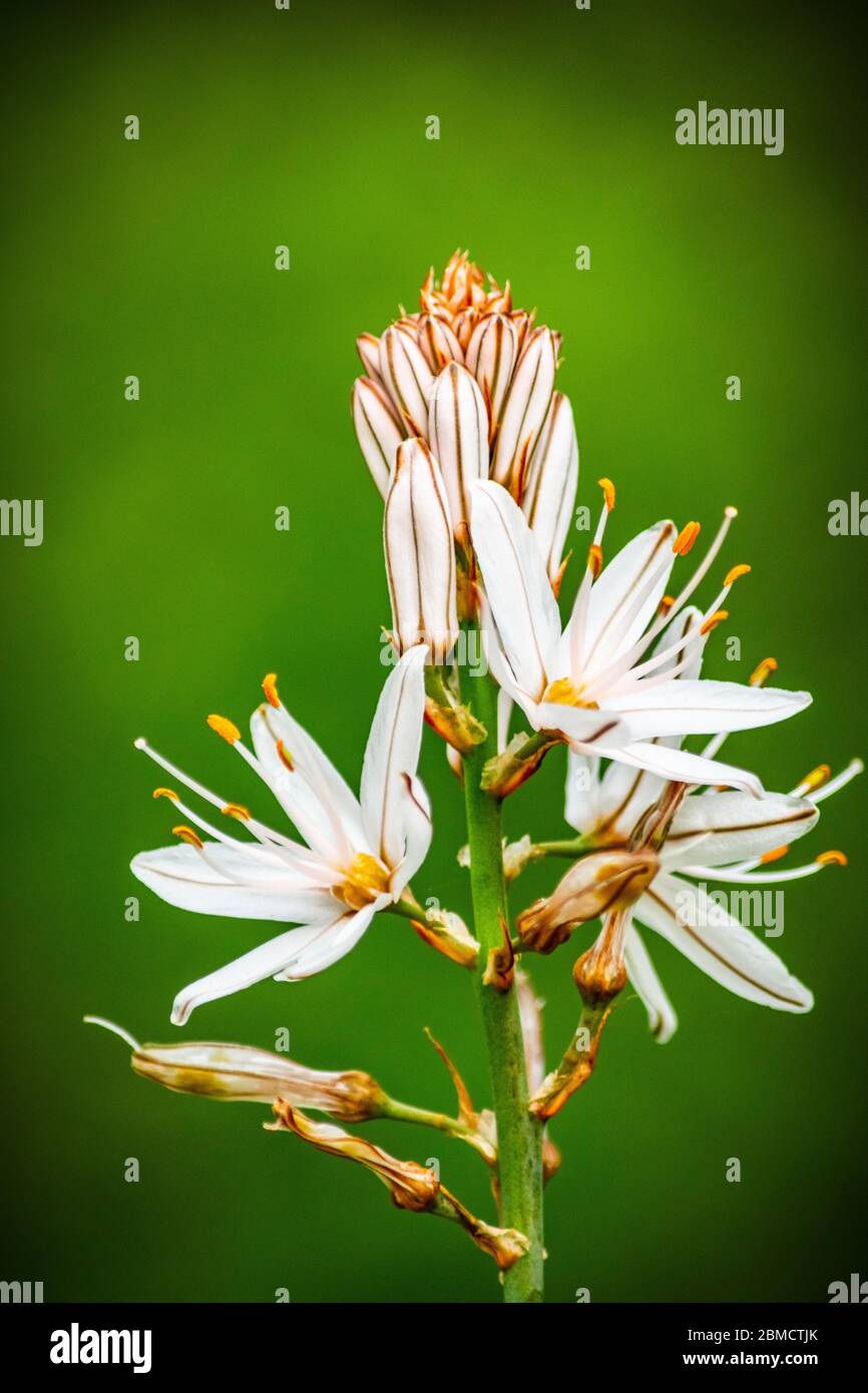a image of a single onion weed plant starting to bloom in a garden in