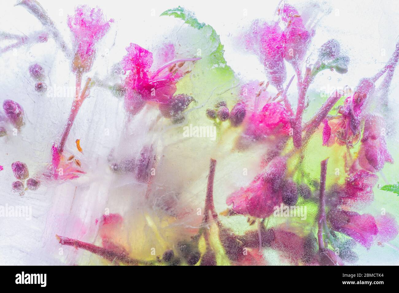 Frozen pink chestnut blossom - creative floral background Stock Photo