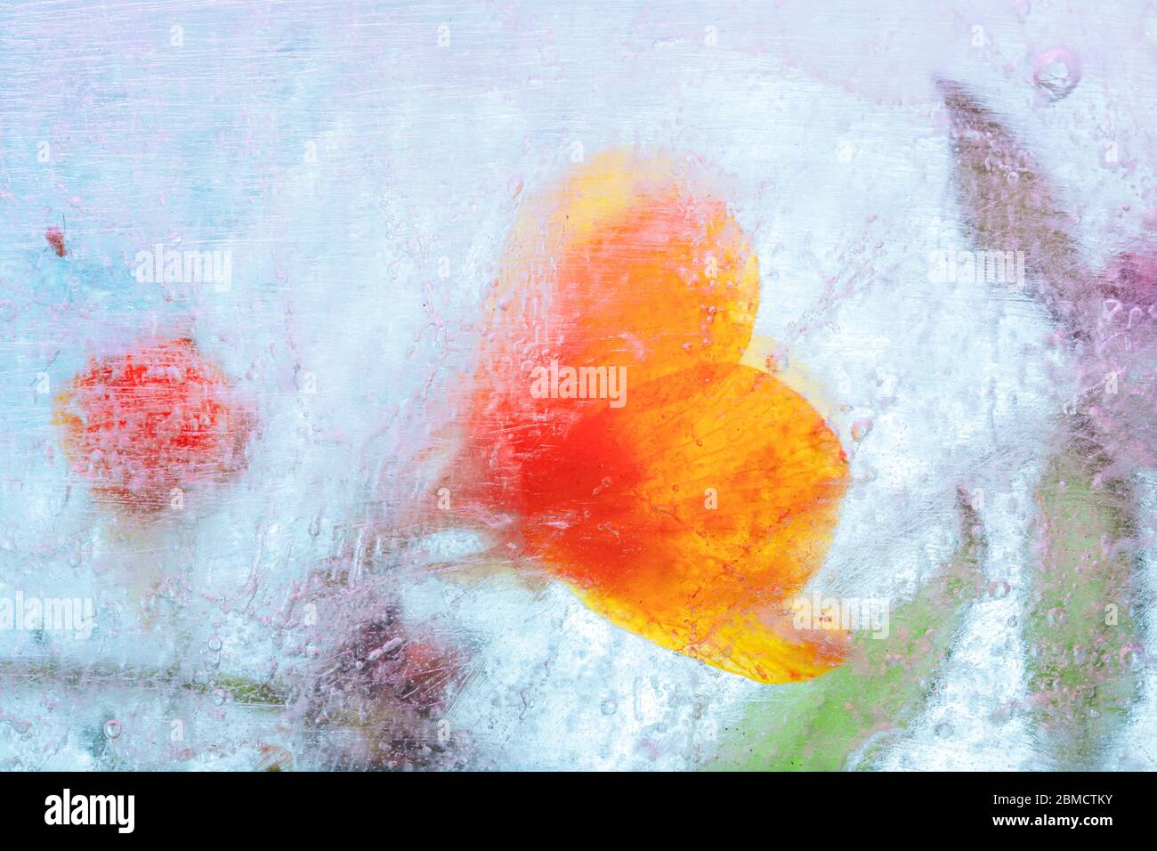 Frozen orange wildflower in ice block - creative macro floral background Stock Photo