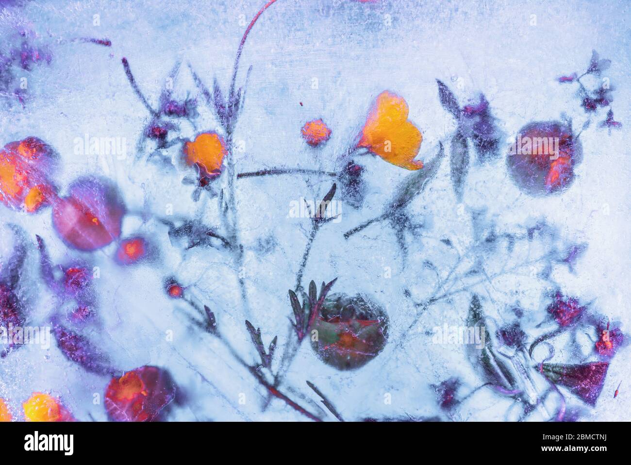 Frozen mix of wildflowers in ice block in vivid tones - creative floral background Stock Photo