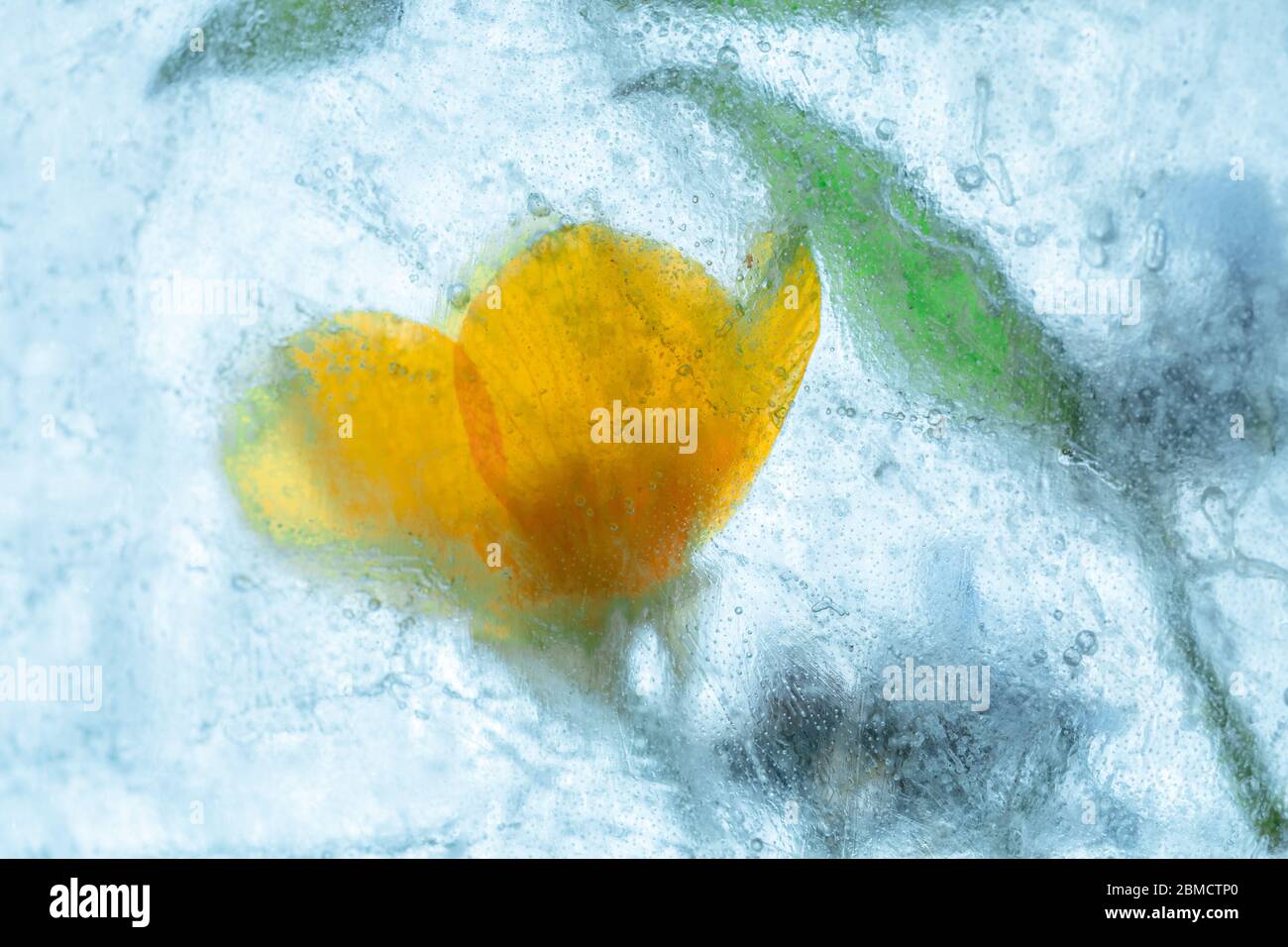 Frozen yellow wildflower in ice block - creative macro floral background Stock Photo