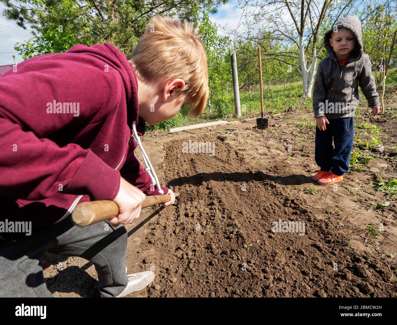 Caucasian boy rakes the ground in a garden bed, his younger brother ...