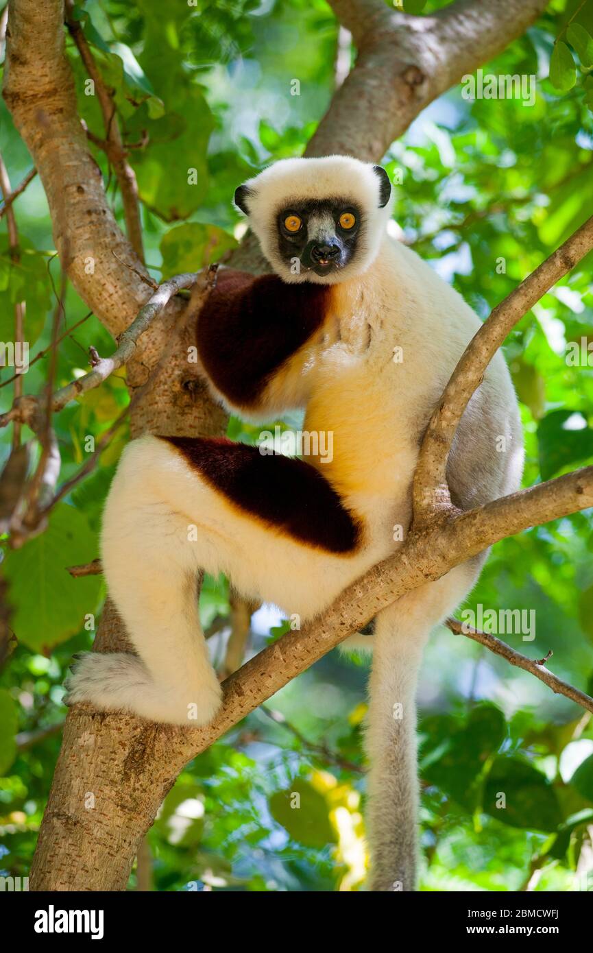 A Coquerel's sifaka (Propithecus coquereli) in a tree at Anjajavy ...
