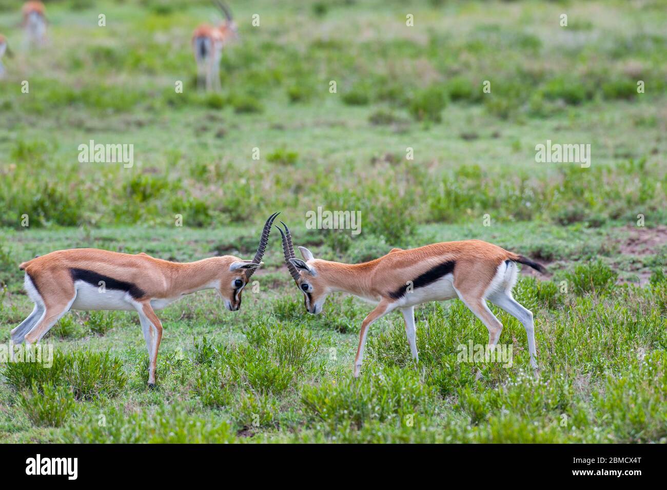 Two Thomson's gazelle (Eudorcas thomsonii) males fighting in Serengeti ...