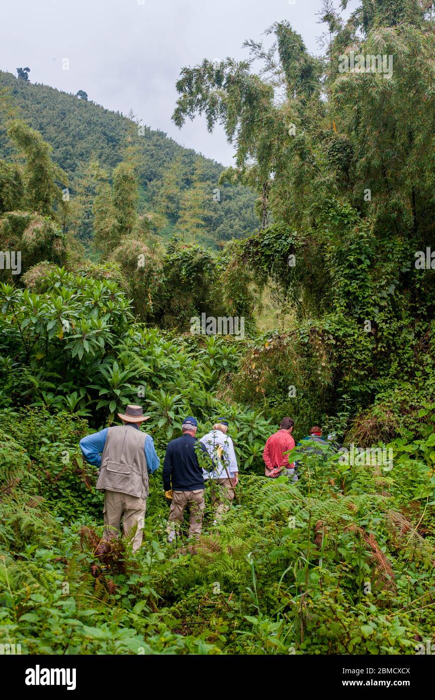 Tourists trekking through the rainforest in Virunga National Park in Rwanda to see the Mountain gorillas. Stock Photo