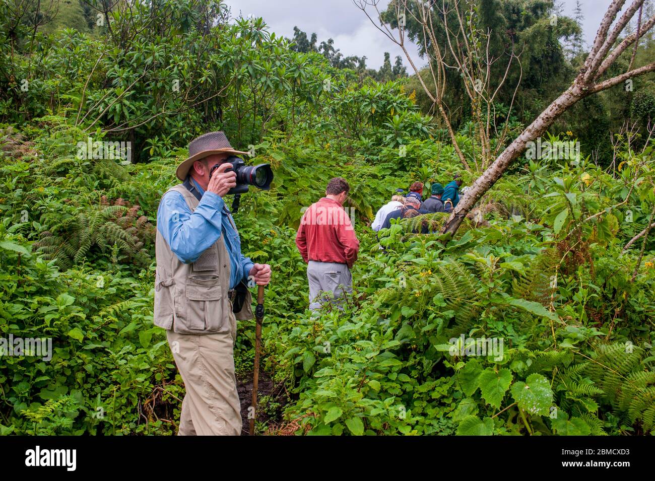 Tourists trekking through the rainforest in Virunga National Park in Rwanda to see the Mountain gorillas. Stock Photo