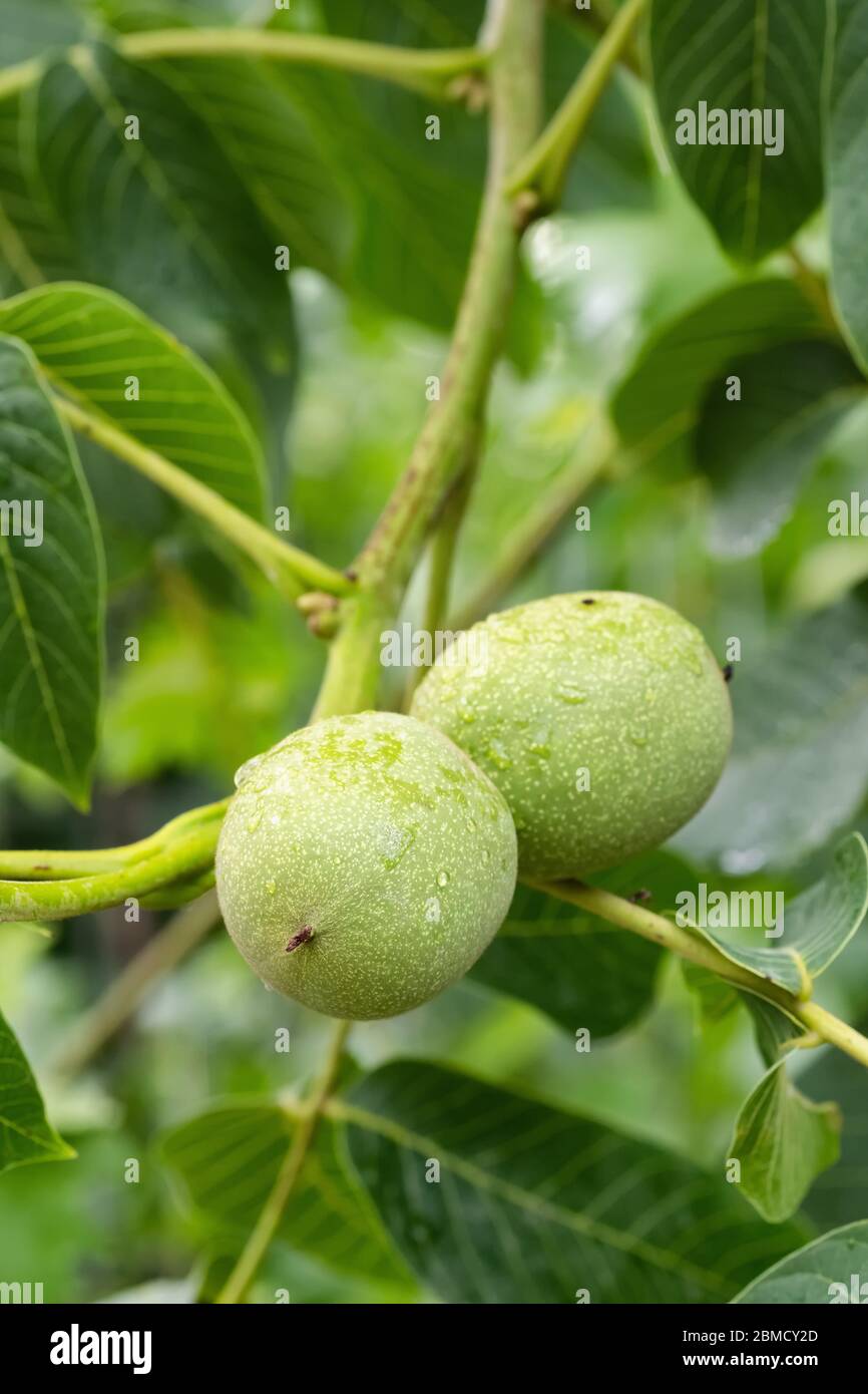 Green walnuts on a tree branch Stock Photo