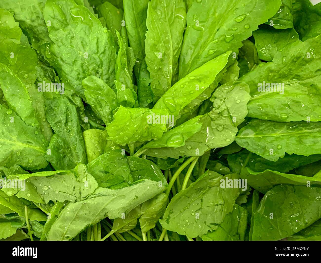 Washing vegetables in vinegar water Stock Photo Alamy