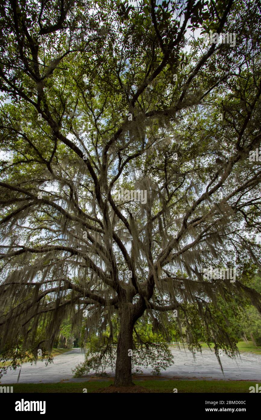 Tree draped with spanish moss hi-res stock photography and images - Alamy