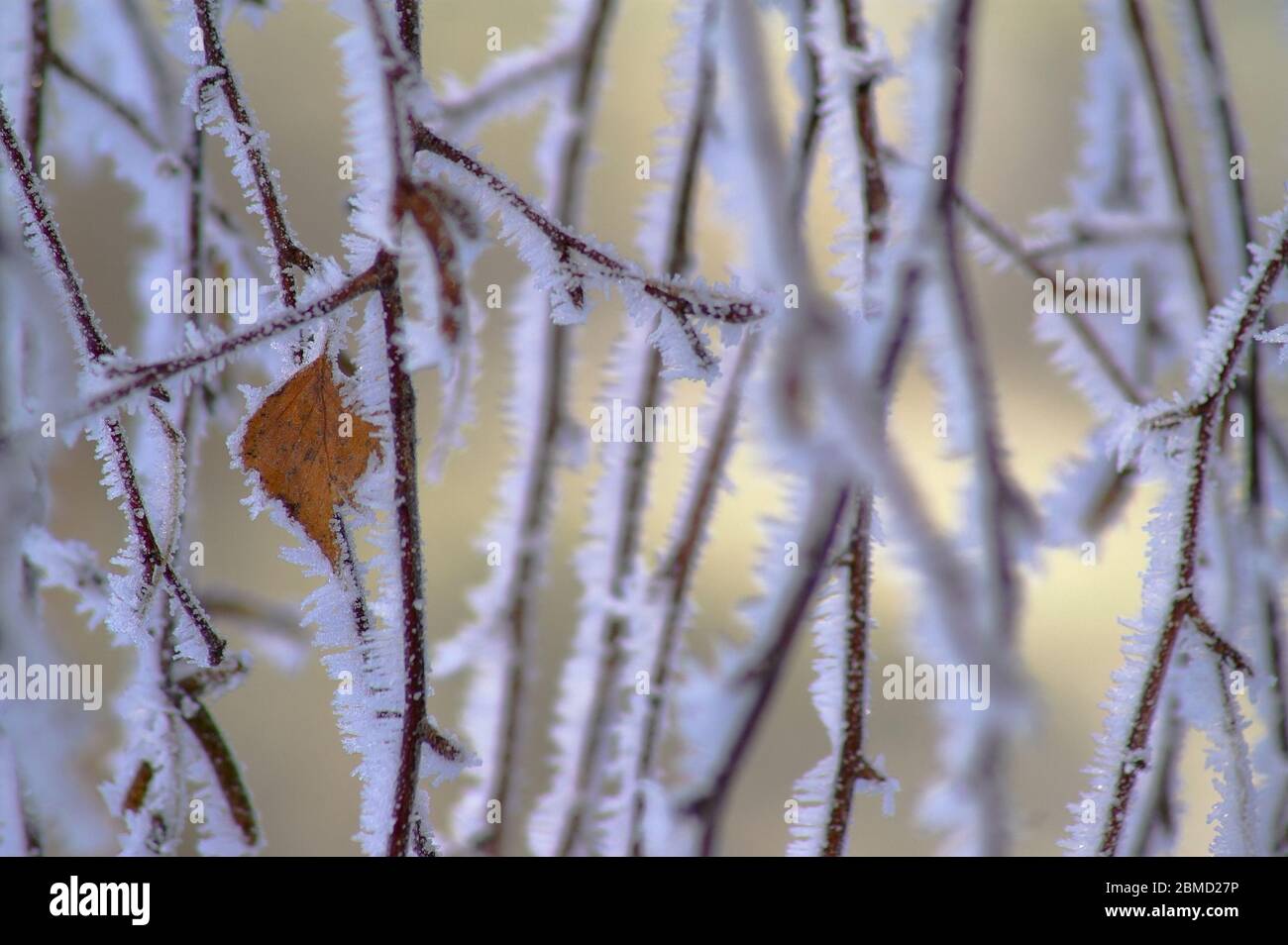 Close-up of snow and frost covered branches. Zweige mit Schnee und Frost bedeckt, Nahaufnahme. Pokryte śniegiem i szronem gałęzie. 用雪和霜，特寫鏡頭蓋的分支。 Stock Photo