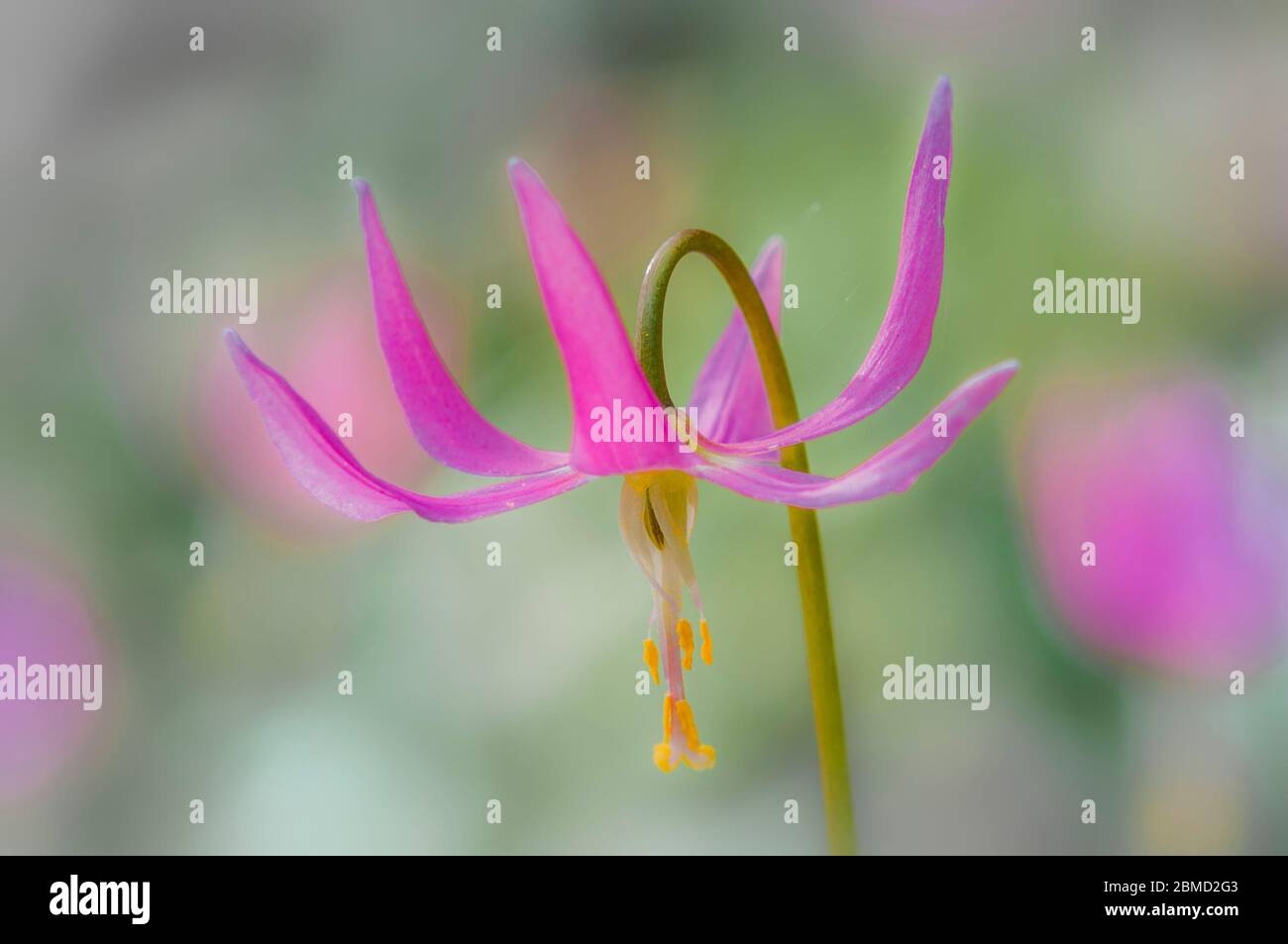 Pink fawn lily, Erythronium revolutum, Honeymoon Bay Ecological Reserve, Vancouver Island, British Columbia, Canada Stock Photo