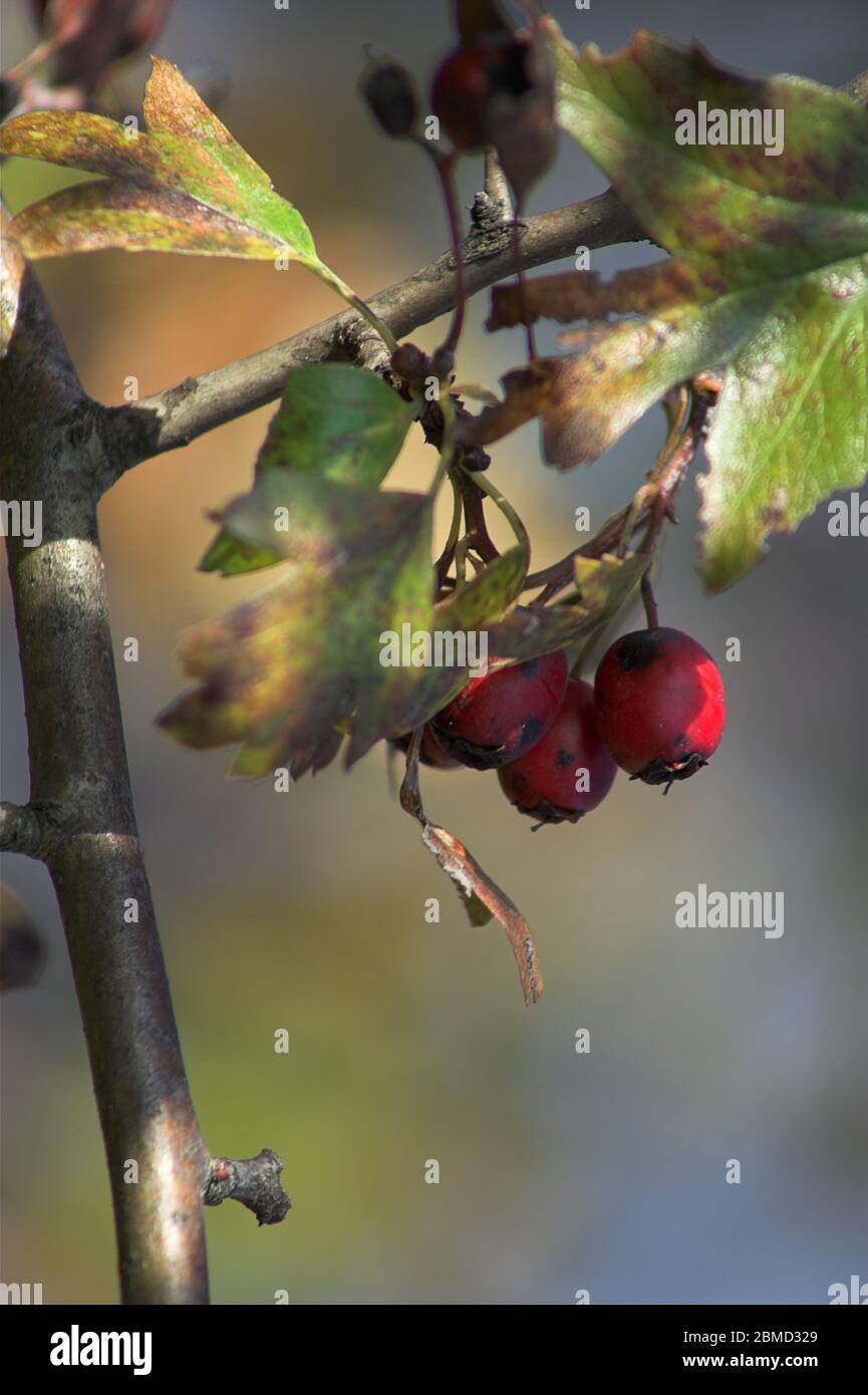 Głóg jednoszyjkowy Crataegus monogyna common hawthorn - fruit close up;  Eingriffelige Weißdorn Hagedorn - Obst hautnah; 山楂-水果關閉 Ripe hawthorn berries Stock Photo