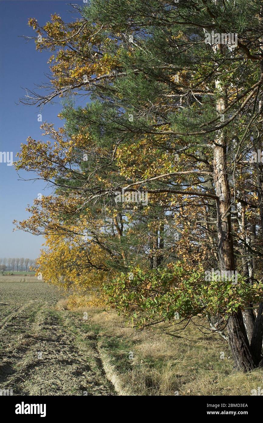 Autumn trees on the edge of the forest. Herbstbäume am Waldrand. Jesienne drzewa przy lesie. 在森林附近的秋天的樹木。 Stock Photo