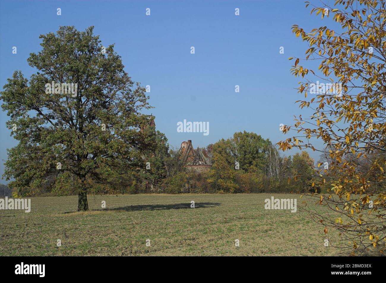 Lonely tree standing on the field. Polish landscape. Einsamer Baum, der auf dem Feld steht. Polnische Landschaft. Samotne drzewo. 站立在領域的偏僻的樹。 波蘭的風景。 Stock Photo