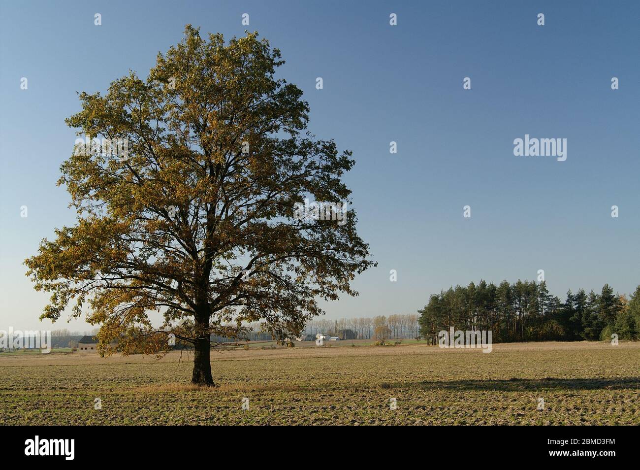 Lonely tree standing on the field. Polish landscape. Einsamer Baum, der auf dem Feld steht. Polnische Landschaft. Samotne drzewo. 站立在領域的偏僻的樹。 波蘭的風景。 Stock Photo