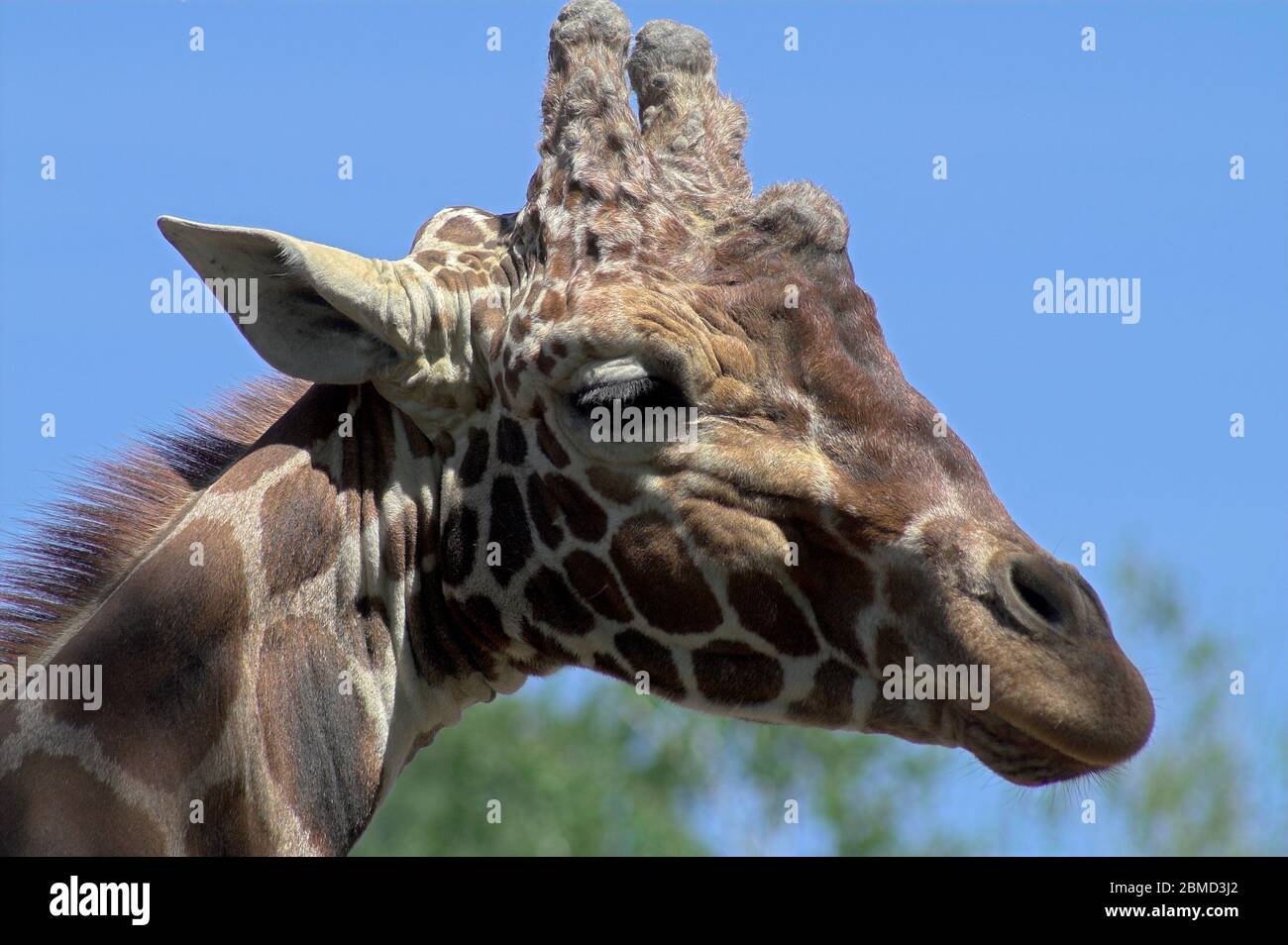 Giraffe hautnah hi-res stock photography and images - Alamy